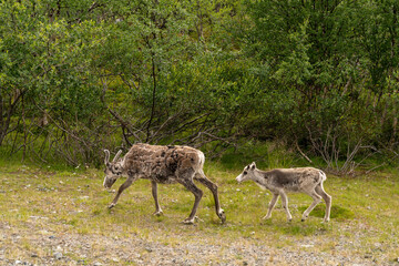 Naklejka na ściany i meble female reindeer with her young calf in the forests of Lapland in northern Finland