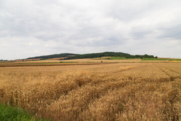 Pyszczyn Mountain (Gora Pyszczynska) golden wheat field