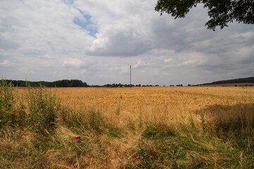 Fototapeta na wymiar Golden wheat field before harvest