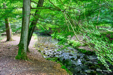 Obraz premium Small stream under green trees
