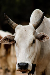 cow head, maasai breed