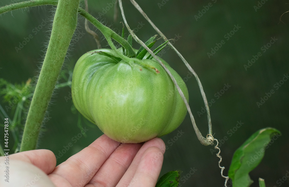 Wall mural green tomatoes on a branch