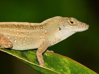 Reptile,
Photography,
chameleon lizard,
wild animal,
Environment,
Avian,
Scenery,
Photo,
Wilderness,
Beautiful,
Wild,
Wildlife,
Domestic,
Rural,
Natural,
Fowl,
Beak,
Bird,
Animal,
Nature,
