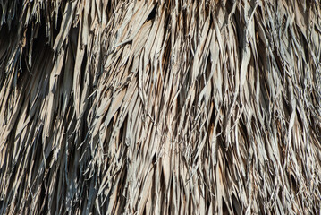 Background image of dry palm in morning