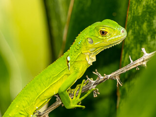 Reptile,
Photography,
chameleon lizard,
wild animal,
Environment,
Avian,
Scenery,
Photo,
Wilderness,
Beautiful,
Wild,
Wildlife,
Domestic,
Rural,
Natural,
Fowl,
Beak,
Bird,
Animal,
Nature,
