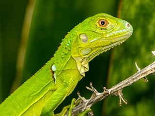 Reptile,
Photography,
chameleon lizard,
wild animal,
Environment,
Avian,
Scenery,
Photo,
Wilderness,
Beautiful,
Wild,
Wildlife,
Domestic,
Rural,
Natural,
Fowl,
Beak,
Bird,
Animal,
Nature,
