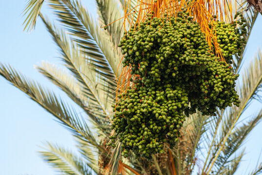 Green dates on a palm tree against the blue sky