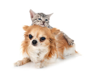 bengal kitten and chihuahua