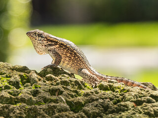 Reptile,
Photography,
chameleon lizard,
wild animal,
Environment,
Avian,
Scenery,
Photo,
Wilderness,
Beautiful,
Wild,
Wildlife,
Domestic,
Rural,
Natural,
Fowl,
Beak,
Bird,
Animal,
Nature,
