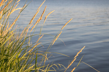 river bank in the evening