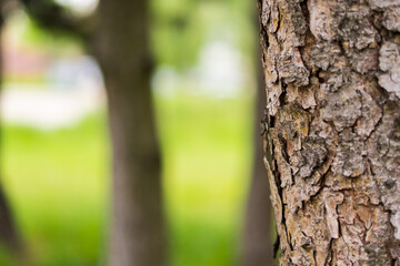 bark on a tree in a park on a sunny day