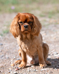 cavalier king charles