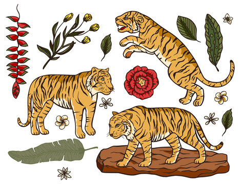 Tiger cartoon tropical vector set. Jungle safari wildlife exotic cartoon illustration. Tropical mammal animal wild vector collection.