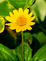 South Florida Flowers Urban Environment