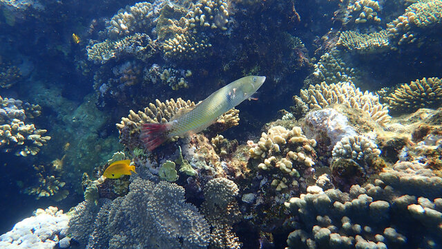 Cigar wrasse (Cheilio inermis) undersea, Red Sea, Egypt, Sharm El Sheikh, Nabq Bay