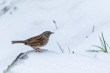 Small bird in the snow