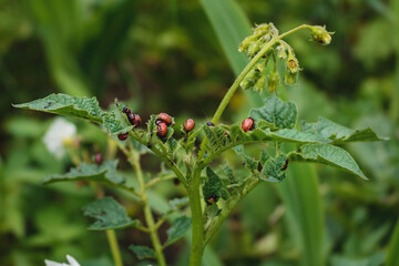 Larvae of the Colorado potato beetle, a dangerous pest of potatoes. Red larvae of the Colorado potato beetle eat the leaves of green potato leaves on a sunny day.