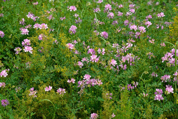 wildblumen in einem biotop in rheinhessen