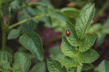 The larva of a Colorado potato beetle on potato leaves. A red larva of a Colorado potato beetle on green potato leaves on a sunny day.