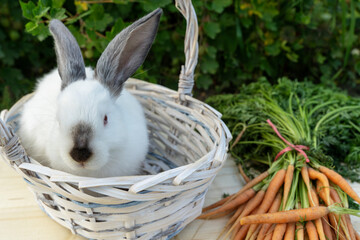 A Lovely bunny easter fluffy baby white rabbit, Adorable baby rabbit eat carrot with a shopping cart of vetgetable on green garden nature background.