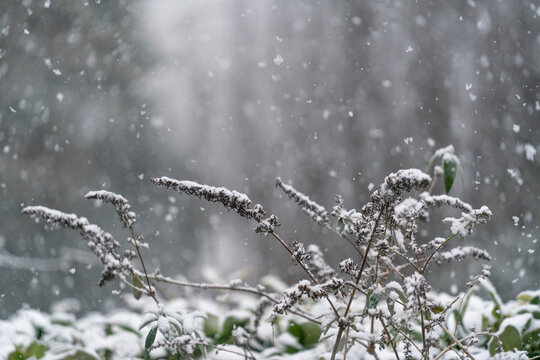 Flowering plant in the snow