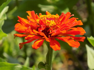 A sunny day. The red zinias are blooming luxuriantly.
