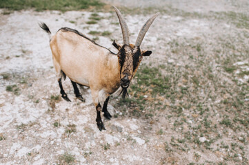 A handsome, old, long-haired, with large horns, brown bearded, big-eyed goat stands on a pasture for animals in the countryside in nature.