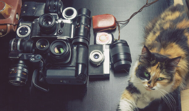 Cat near old photographic equipment, cameras and lenses