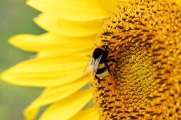 Big bumble bee on flower
