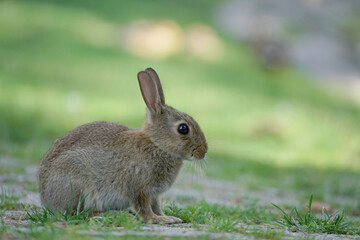 Naklejka na ściany i meble Close-up of a wild rabbit