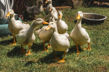 Lots of ducks outdoors on a sunny summer day. White ducks walk on the green grass. White domestic ducks in the courtyard of a rural house.