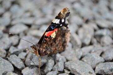 Colored butterfly on stone ground