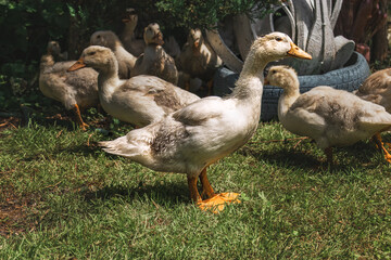 White ducks walk on the green grass. White domestic ducks in the courtyard of a rural house. Lots of ducks outdoors on a sunny day.