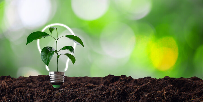 Light bulb glowing in soil , idea or energy and environment concept
