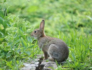 Close-up of a wild rabbit