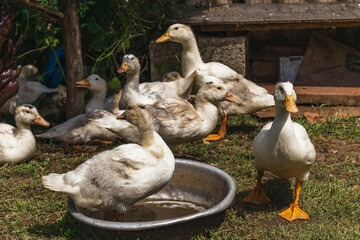 Obraz premium White ducks in the courtyard of a rural house. White domestic ducks walk on the green grass. Lots of ducks outdoors on a sunny day.