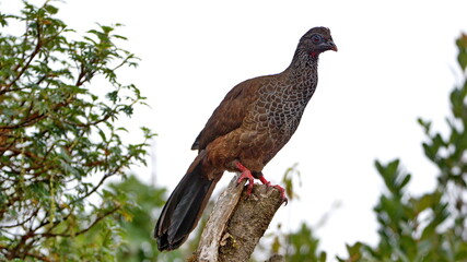 Andean guan (Penelope montagnii) perched in a tree at Yanacocha Reserve outside of Quito, Ecuador