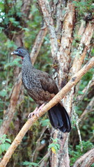 Andean guan (Penelope montagnii) perched in a tree at Yanacocha Reserve outside of Quito, Ecuador