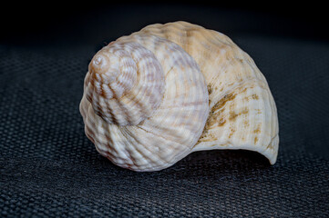 Whelk, buccinum undatum, sea shell