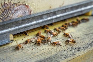 Honeybees entering hive. Bees at the entrance to the hive close-up. Home apiary, selective focus.