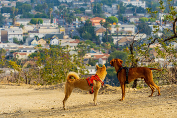 Naklejka premium Two dogs were looking at the city