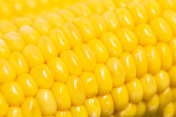 Boiled corn on the cob vegan vegetarian dish