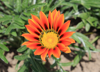 bright summer flower in city park