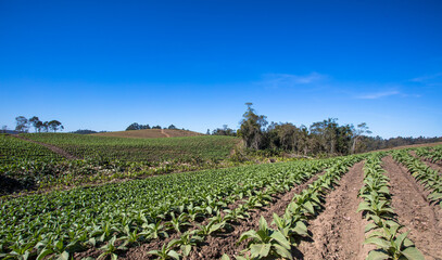 Fototapeta na wymiar Paisagem rural com plantação de tabaco.