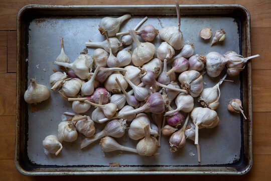 lots of garlic on metal tray 3