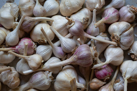 detail of garlic