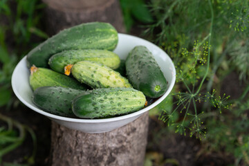 Plate of freshly picked organic cucumbers. Summer harvest, home-grown fresh cucumbers. Eco-products, vegetarianism