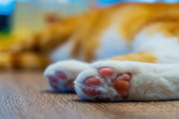 Close up shot of a cute pet foot