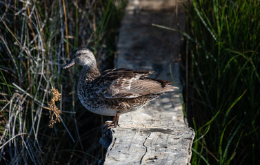 Fototapeta premium Pato