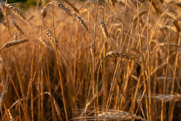 Close-up photo of ripening wheat field at sunset. Golden spikelets of wheat. Rich harvest concept. Selective focus